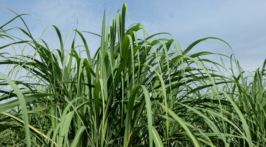 Sugarcane crop in good shape, but an invasive pest threatening it